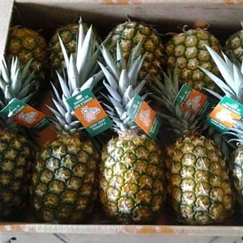 Pineapple picture