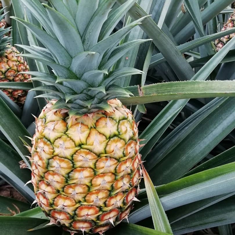Pineapple picture